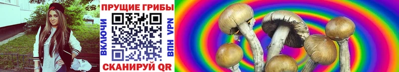маркетплейс клад  Городовиковск  Псилоцибиновые грибы Psilocybine cubensis 